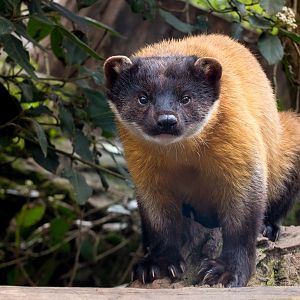Northern yellow-throated marten  : Twycross : 18 Mar 2017