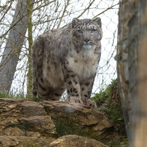 Snow leopard : Twycross : 18 Mar 2017