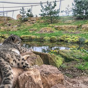 Snow leopard / exhibit : Twycross : 18 Mar 2017