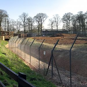 African wild dog (exhibit) : Whipsnade : 07 Apr 2017