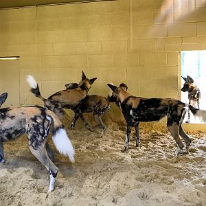 African wild dog (exhibit) : Whipsnade : 07 Apr 2017