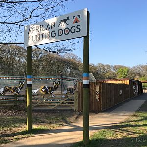 African wild dog (exhibit) : Whipsnade : 07 Apr 2017