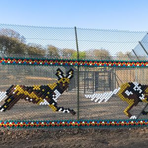 African wild dog (exhibit) : Whipsnade : 07 Apr 2017