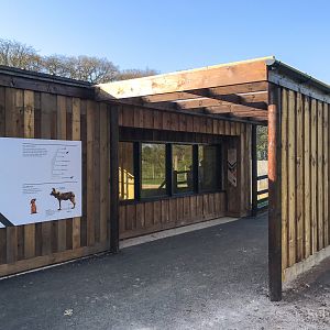 African wild dog (exhibit) : Whipsnade : 07 Apr 2017