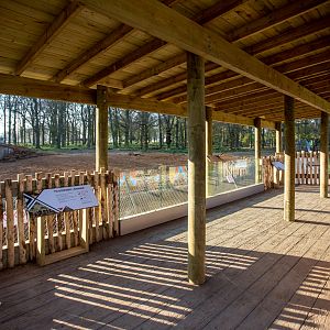 African wild dog (exhibit) : Whipsnade : 07 Apr 2017