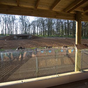 African wild dog (exhibit) : Whipsnade : 07 Apr 2017