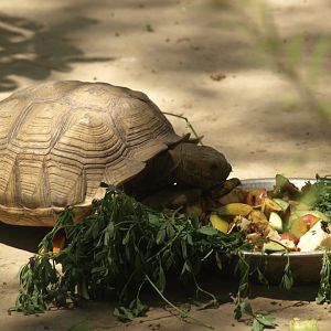 Spur thighed tortoise - Lahore zoo 8/4/2017