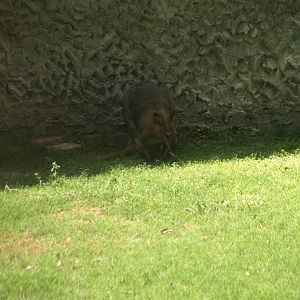 Red necked wallaby - Lahore zoo 8/4/2017