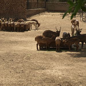 Hog deer - Lahore zoo 8/4/2017