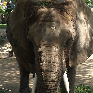 Suzi the African elephant - Lahore zoo 8/4/2017