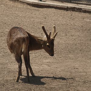 Hog deer - Lahore zoo 8/4/2017
