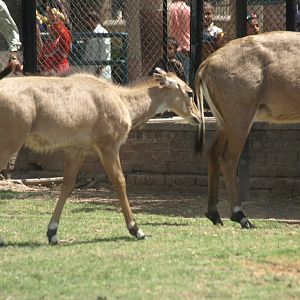 Nilgai calf  - Lahore zoo 8/4/2017