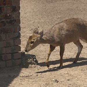 Hog deer fawn - Lahore zoo 8/4/2017