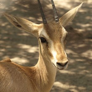 Chinkara - Lahore zoo 8/4/2017