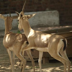 Chinkara - Lahore zoo 8/4/2017