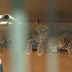 Leopards - Lahore zoo 8/4/2017