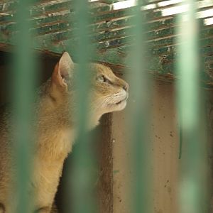 Swamp cat - Lahore zoo 8/4/2017