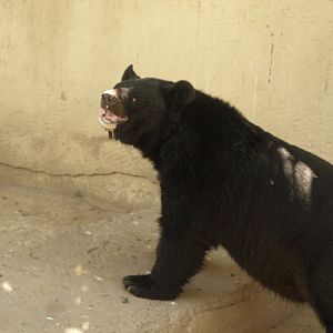 Asiatic black bear - Lahore zoo 8/4/2017