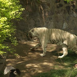 White Bengal tiger - Lahore zoo 8/4/2017