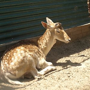 Fallow deer - Lahore zoo 8/4/2017