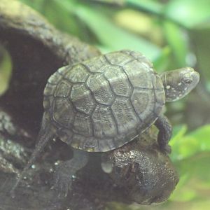 Baby European Pond Turtle - Emys orbicularis
