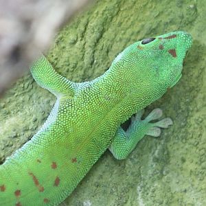 Giant madagascar day-gecko