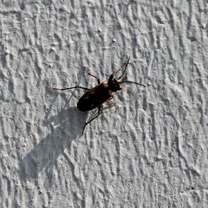 Bug - Rhyparochromus vulgaris