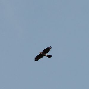 European sparrowhawk