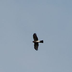 European sparrowhawk
