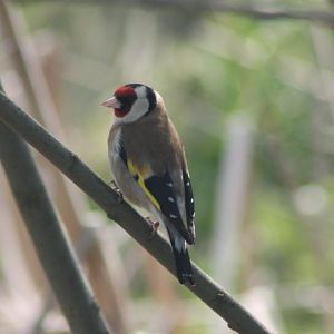 Goldfinch