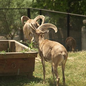 Urial - Lahore zoo 8/4/2017