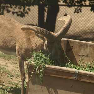 Urial - Lahore zoo 8/4/2017