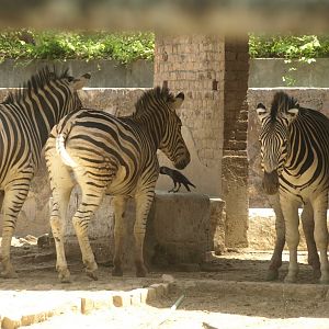 Zebra - Lahore zoo 8/4/2017