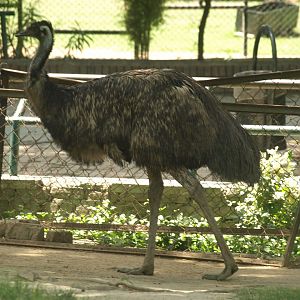 Emu - Lahore zoo 8/4/2017