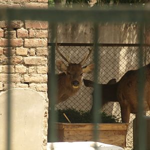 Sambar deer - Lahore zoo 8/4/2017