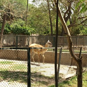 Guanaco - Lahore zoo 8/4/2017