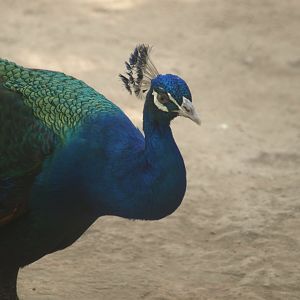 Peacock - Lahore zoo 8/4/2017