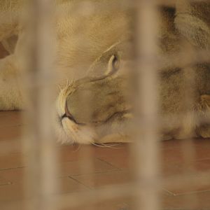 Lioness in indoor exhibit - Lahore zoo 8/4/2017