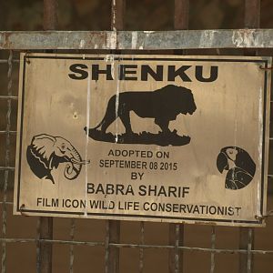 Lion adoption sign - Lahore zoo 8/4/2017