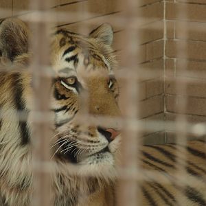 Bengal tiger - Lahore zoo 8/4/2017