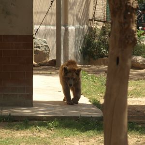 Himalayan brown bear - Lahore zoo 8/4/2017