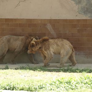 Himalayan brown bear - Lahore zoo 8/4/2017