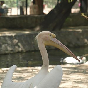 Great white pelican - Lahore zoo 8/4/2017