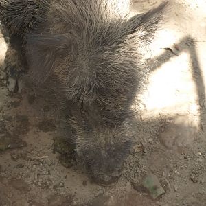 Wild boar - Lahore zoo 8/4/2017