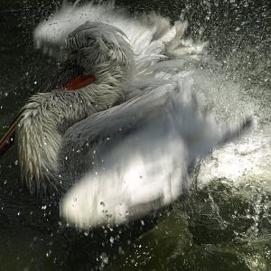Dalmatian pelican - Lahore zoo 8/4/2017