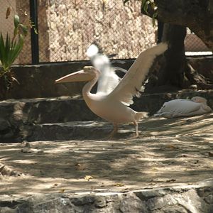 Great white pelican - Lahore zoo 8/4/2017