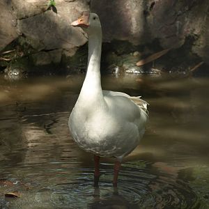 Domestic goose - Lahore zoo 8/4/2017