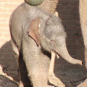 Asian elephant calf