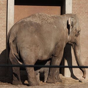 Asian elephant with calf