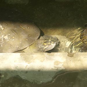 Indian flapshell turtle - Lahore zoo 8/4/2017
